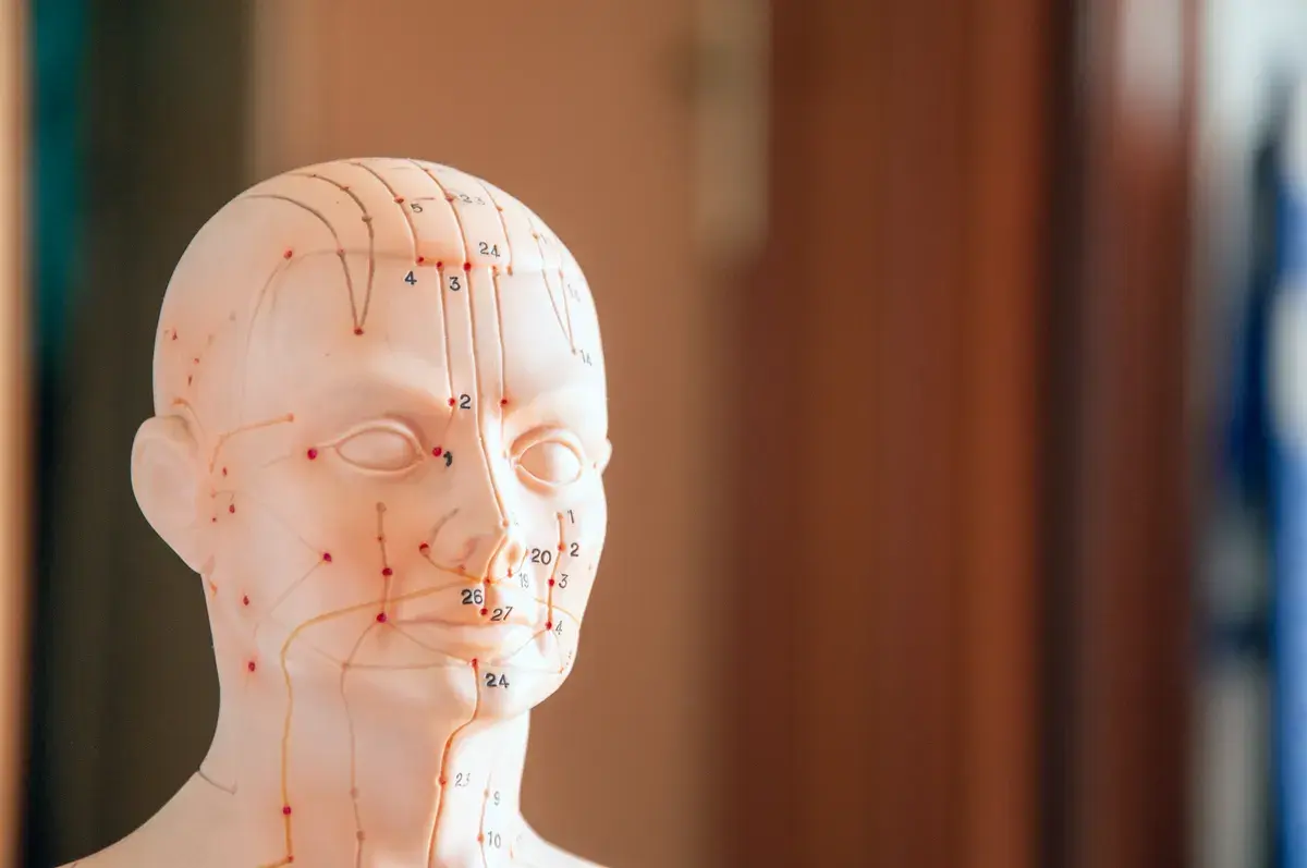 Translucent model head showing numbered acupuncture points marked with red dots and lines across the face and head