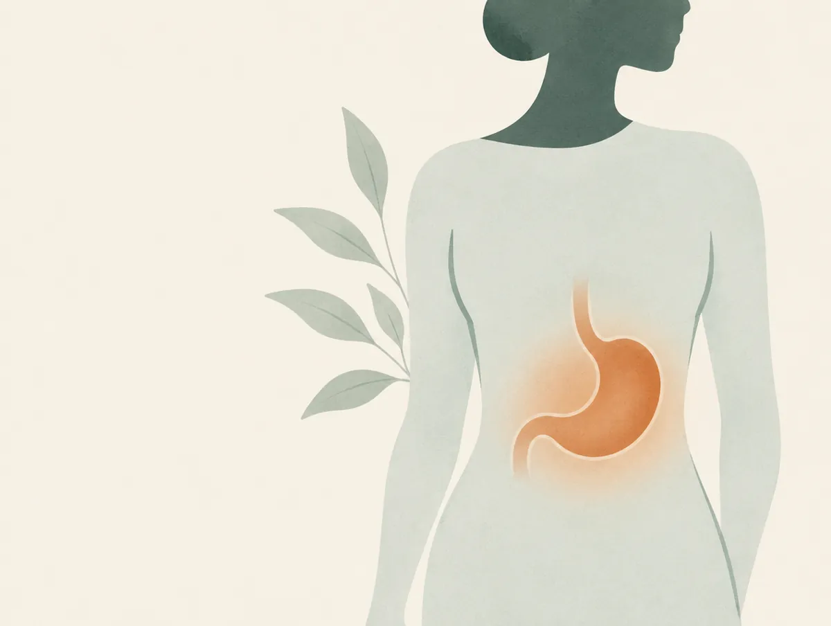Illustration: A torso outline with the stomach softly drawn, a warm clay glow
