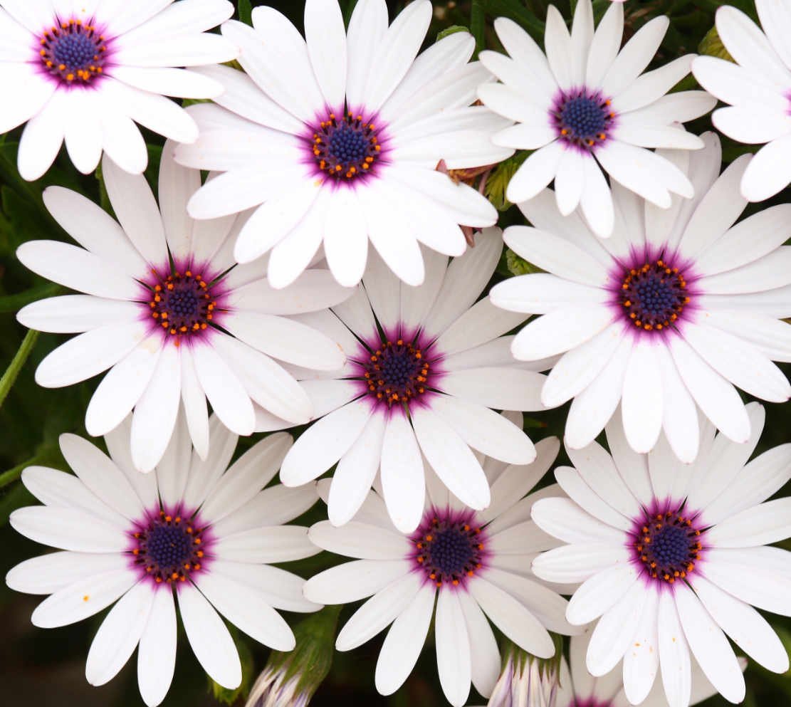 White and purple daisies